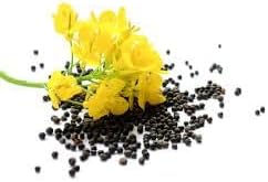 Canola Oil Flower Seeds Heirloom Non GMO Planting - 100 for planting in home garden